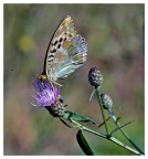 Butterfly Butterfly