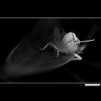 ::: LA CAVALLETTA :::