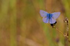 Minimal/macro Minimal/macro