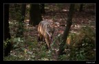 Nel bosco Nel bosco