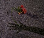 Un fiore perduto Un fiore perduto