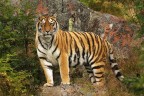 tigre siberiana tigre siberiana