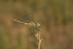 Libellula Libellula