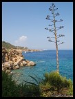 isola del giglio isola del giglio
