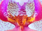 Cuore di orchidea Cuore di orchidea