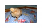 Prima di andare a letto! Prima di andare a letto!