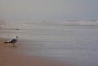 Scrutando il mare Scrutando il mare
