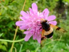 sembra una mosca sembra una mosca
