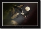 Romance in moon lòight Romance in moon lòight