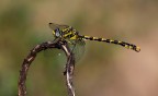 Onychogomphus uncatus