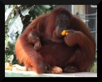 Mamma OrangUtan