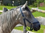 Cavallo di Montagna Cavallo di Montagna