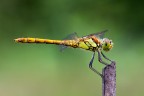 Sympetrum striolatum