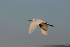 airone bianco maggiore airone bianco maggiore