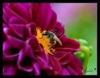 Greedy bee Greedy bee