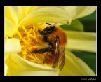 impollinazione