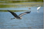 Cinerino in volo Cinerino in volo