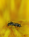 nel giallo nel giallo