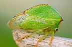 CERESA BUBALUS CERESA BUBALUS