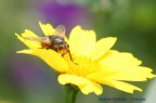 mosca su margherita mosca su margherita