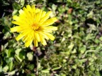 Giallo Giallo