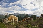 Mucche al pascolo - Madonna di Campiglio