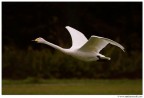 Il cigno volante Il cigno volante
