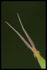 Ritratto Acrida ungarica Ritratto Acrida ungarica
