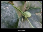 Nezara viridula (o Cimice Puzzolana)