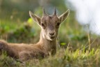 Stambecco (Capra ibex) Stambecco (Capra ibex)
