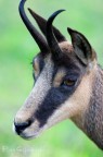 Camoscio (Rupicapra rupicapra) Camoscio (Rupicapra rupicapra)