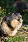 Marmotta (Marmota marmota) Marmotta (Marmota marmota)