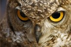 Ritratto di gufo reale