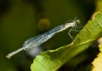 Libellula Libellula