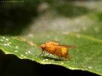 Schifosilla Schifosilla