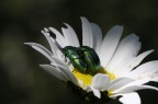 La Guardona La Guardona