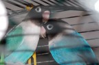 pappagalli pappagalli