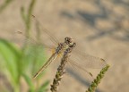 libellula libellula
