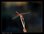 Libellula 1 Libellula 1