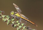 Sympetrum striolatum