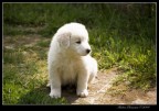 Cucciolo Cucciolo