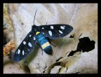 angiope angiope