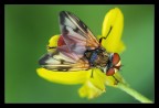 Mosca Mosca
