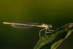 Platycnemis pennipes Platycnemis pennipes