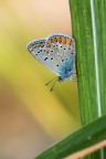 Polyommatus icarus