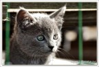 Gattino Gattino