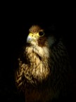 Rapace Rapace