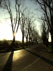 viale viale