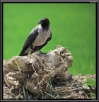 Cornacchia Grigia # 2