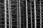 alberi alberi